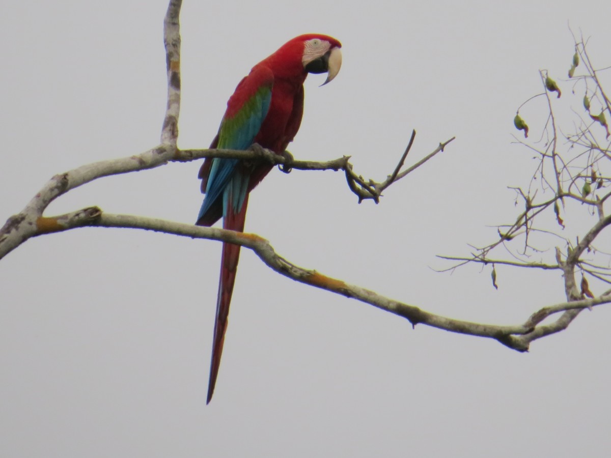Red-and-green Macaw - Thomas Collins