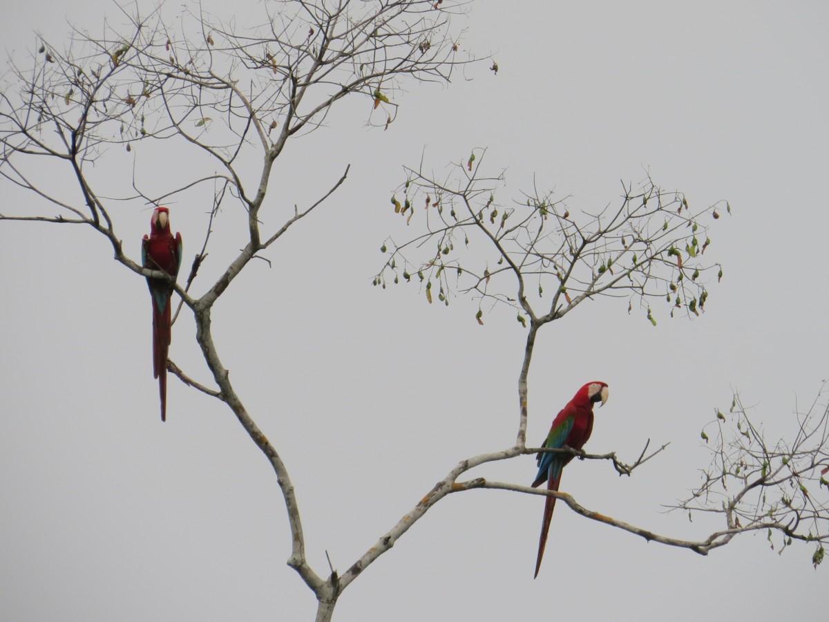 Red-and-green Macaw - ML36057361