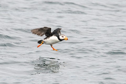 Horned Puffin - eBird