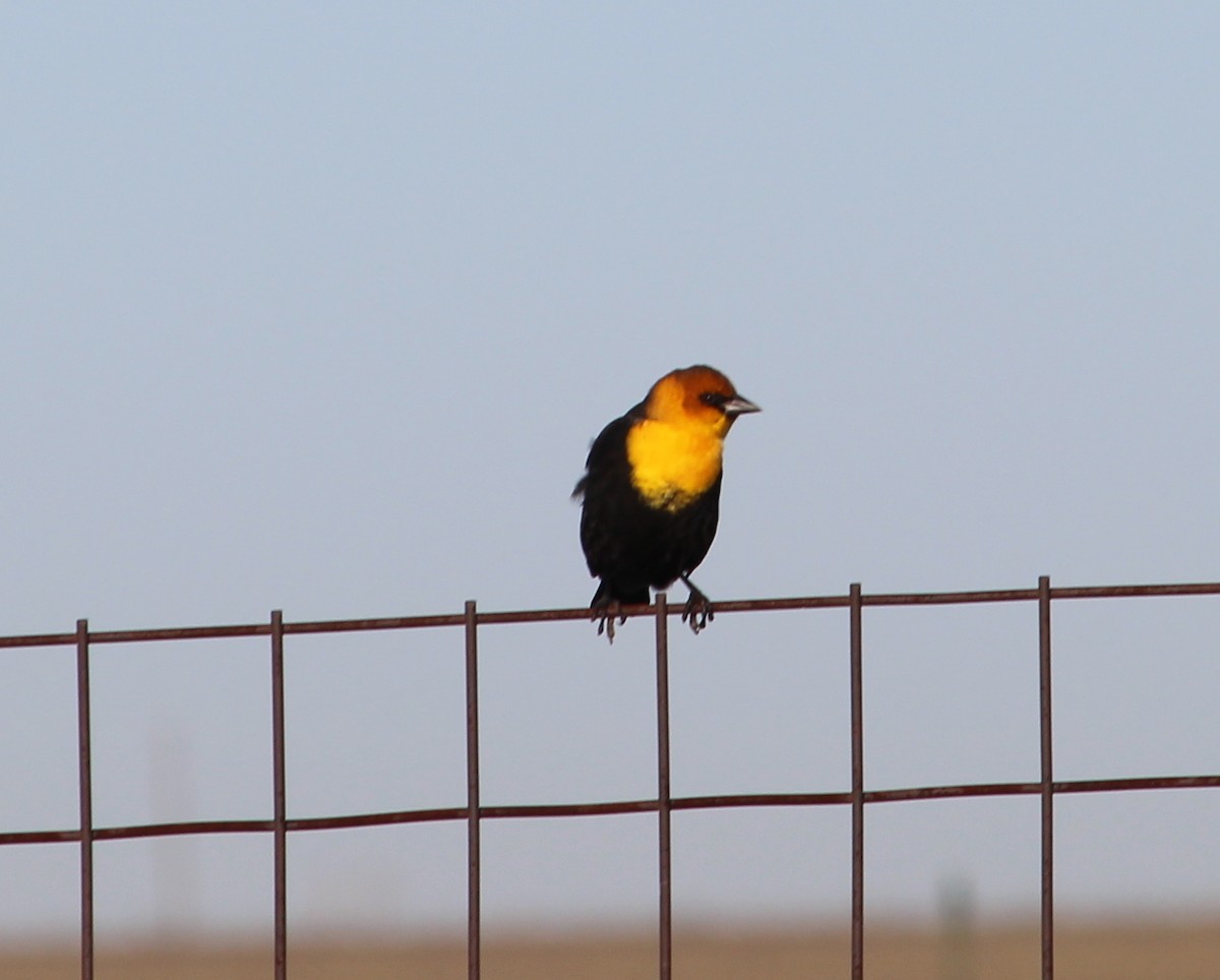 Yellow-headed Blackbird - ML36057691