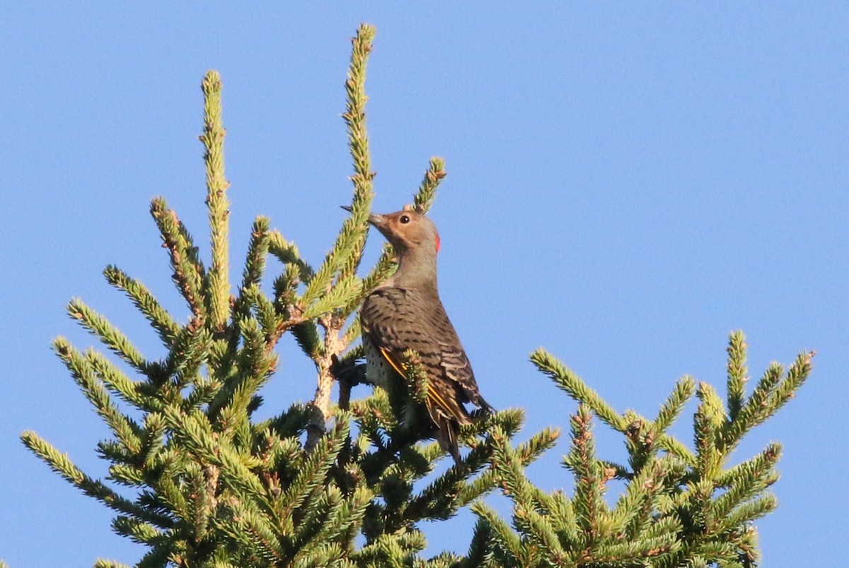 Northern Flicker (Yellow-shafted) - ML36057931