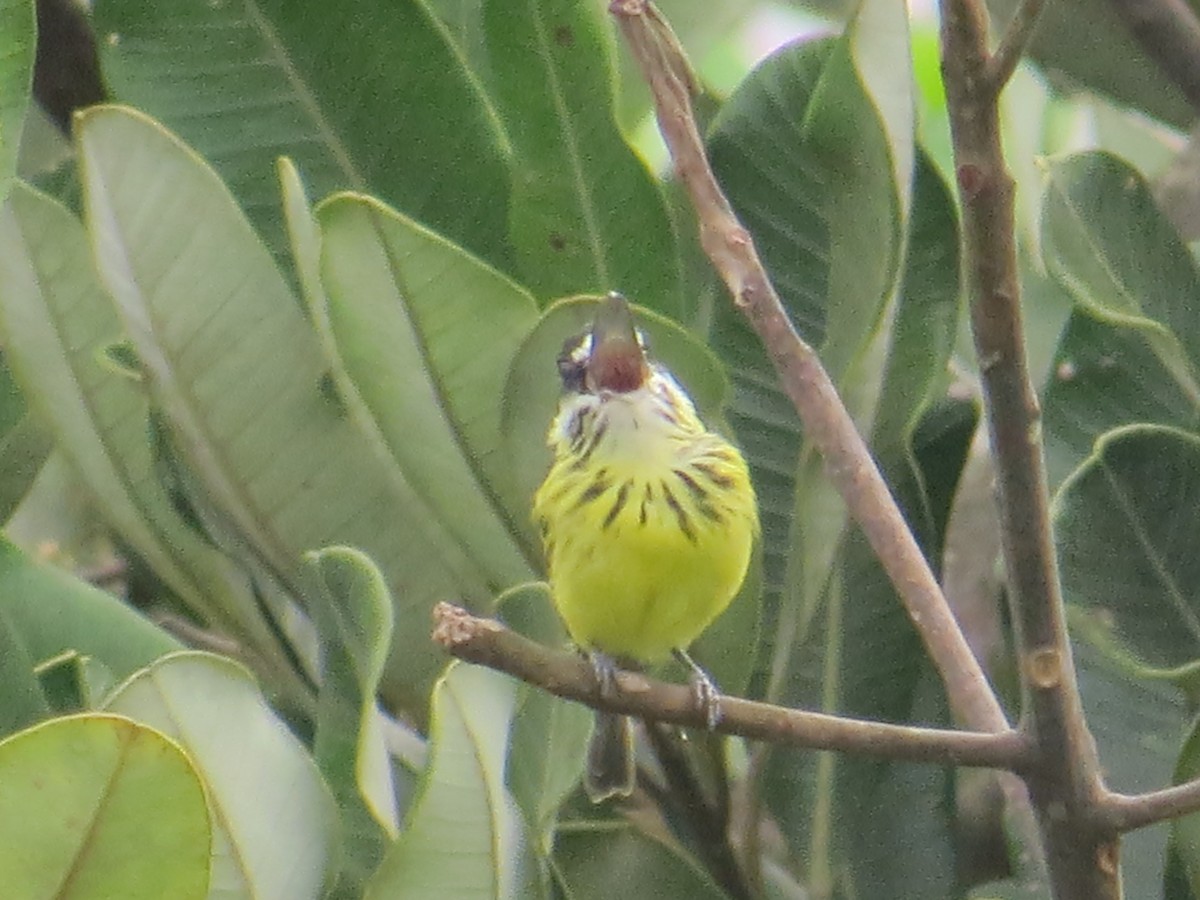 Painted Tody-Flycatcher - ML36057961