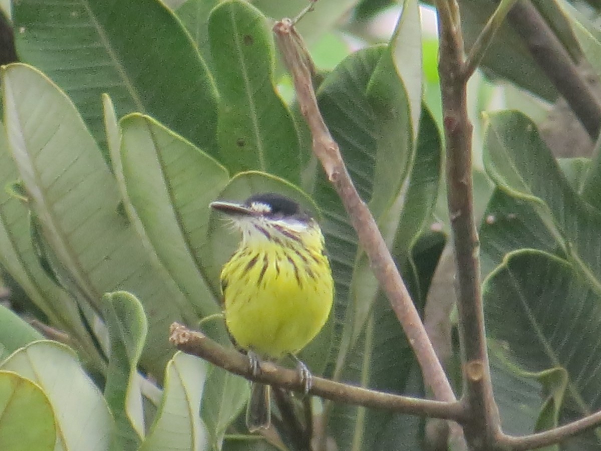 Painted Tody-Flycatcher - ML36058011