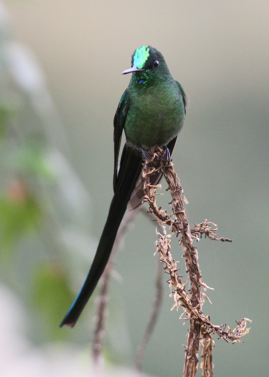Long-tailed Sylph - ML360580281
