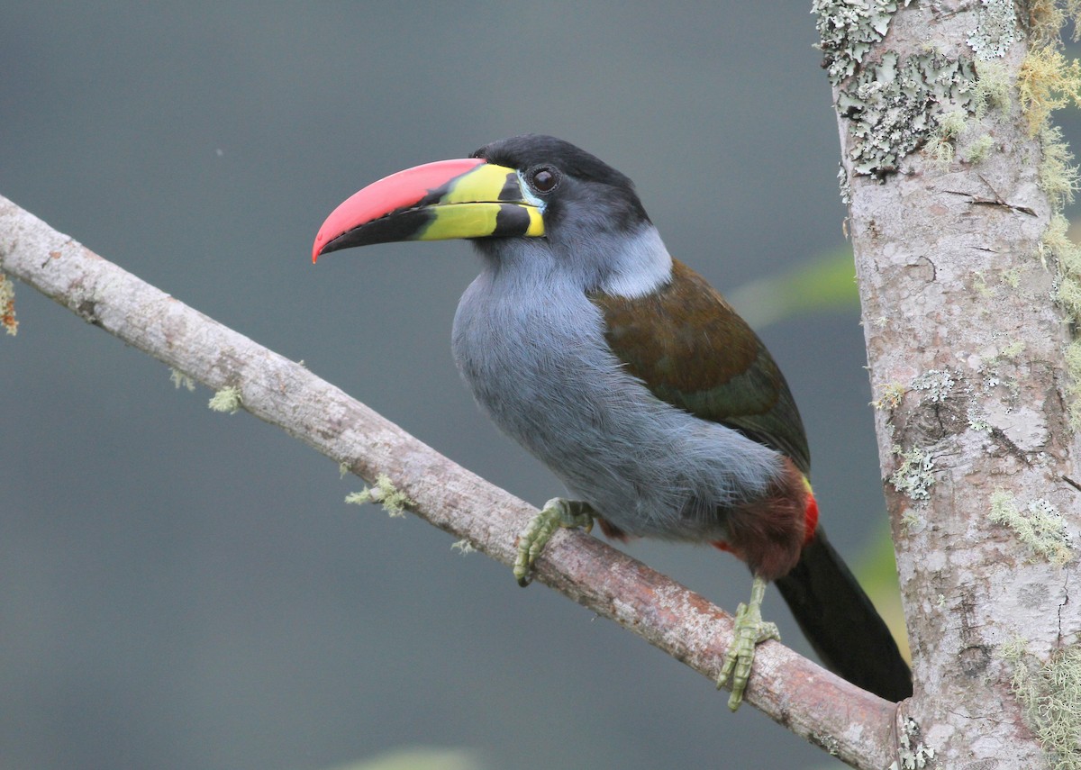 Gray-breasted Mountain-Toucan - ML360580391