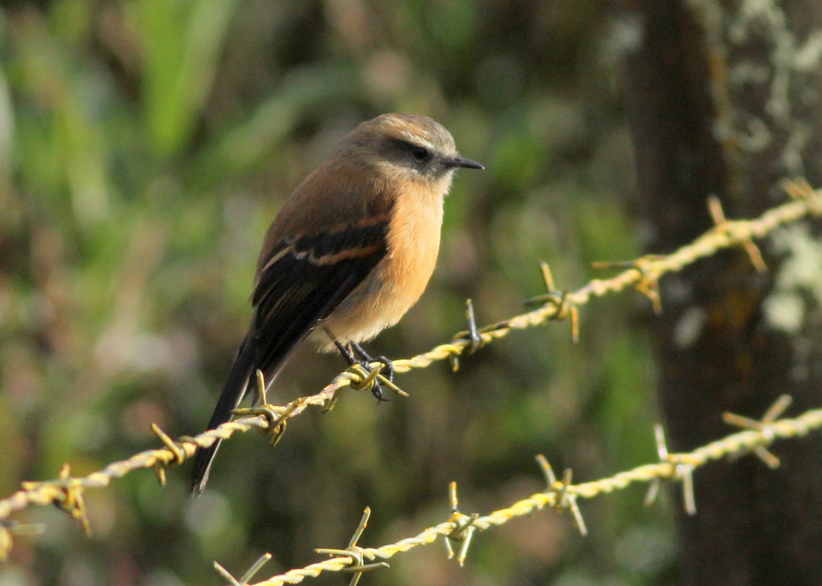 Brown-backed Chat-Tyrant - ML360585891