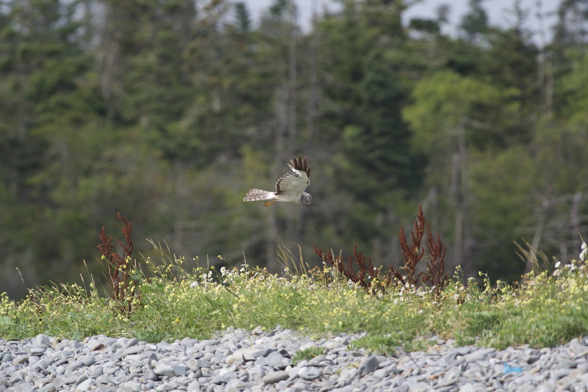 Northern Harrier - Paul Gould