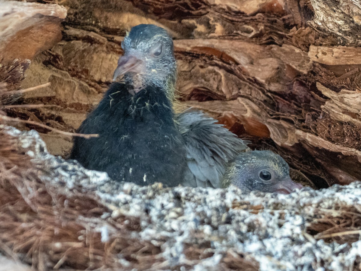 Rock Pigeon (Feral Pigeon) - ML360588291