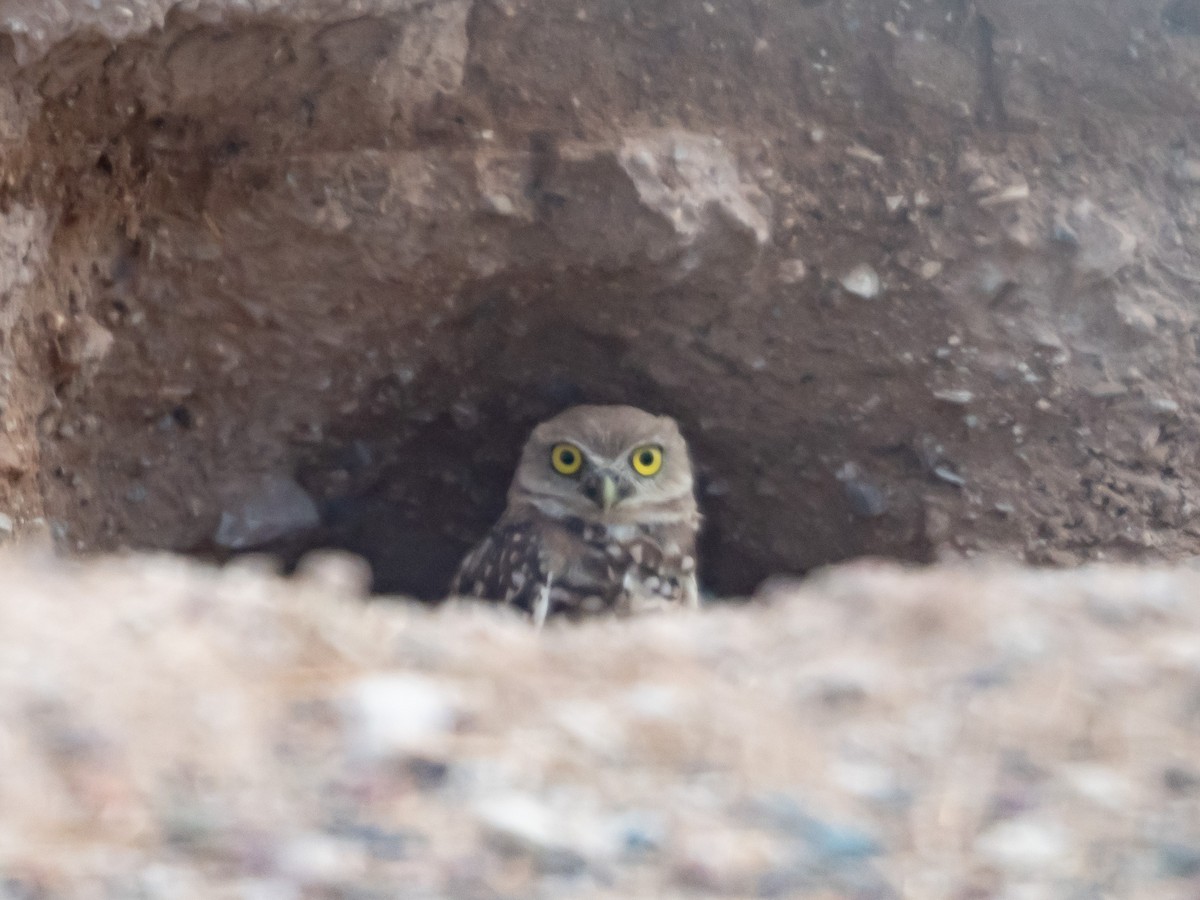 Burrowing Owl (Western) - Laurie Foss