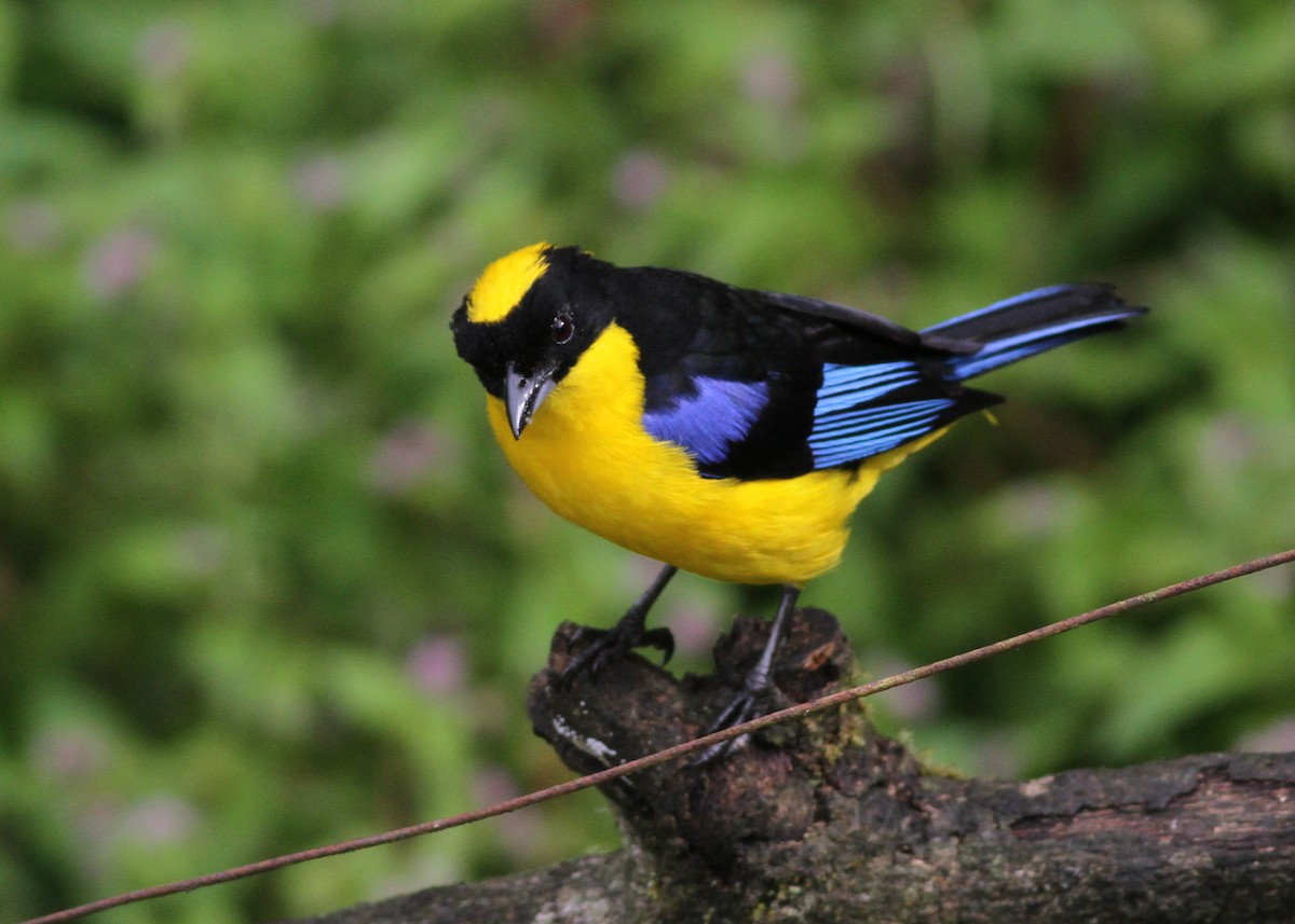 Blue-winged Mountain Tanager - ML360588601