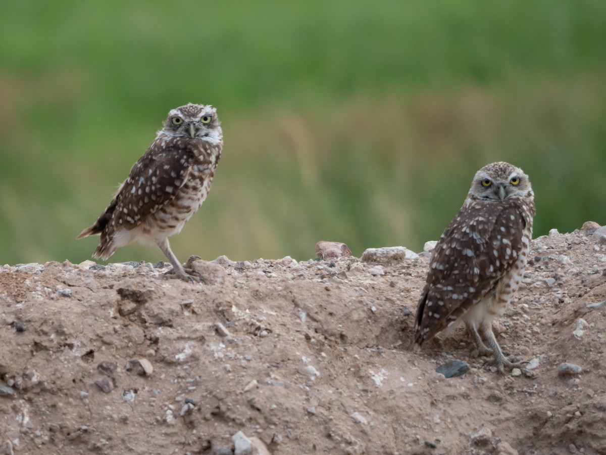 Burrowing Owl (Western) - ML360588641
