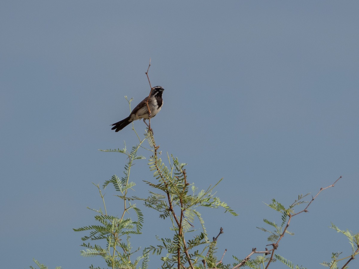 Black-throated Sparrow - ML360588851