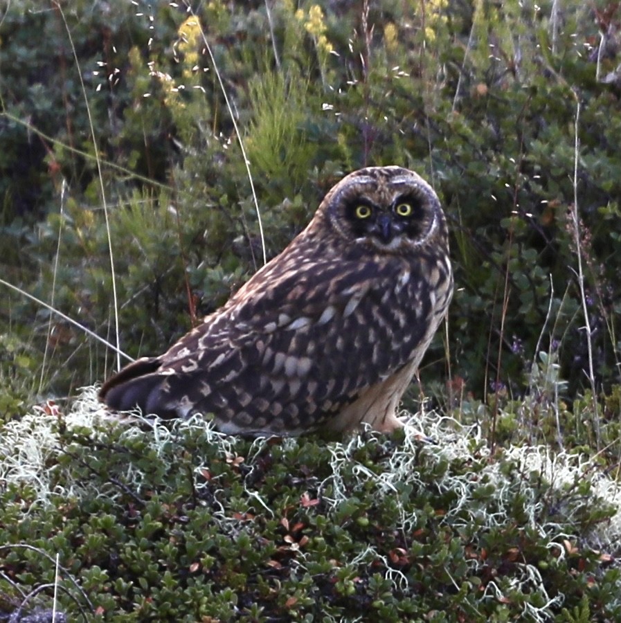 Short-eared Owl - ML360592411
