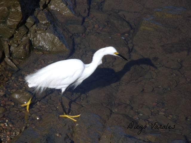 Snowy Egret - ML36059381