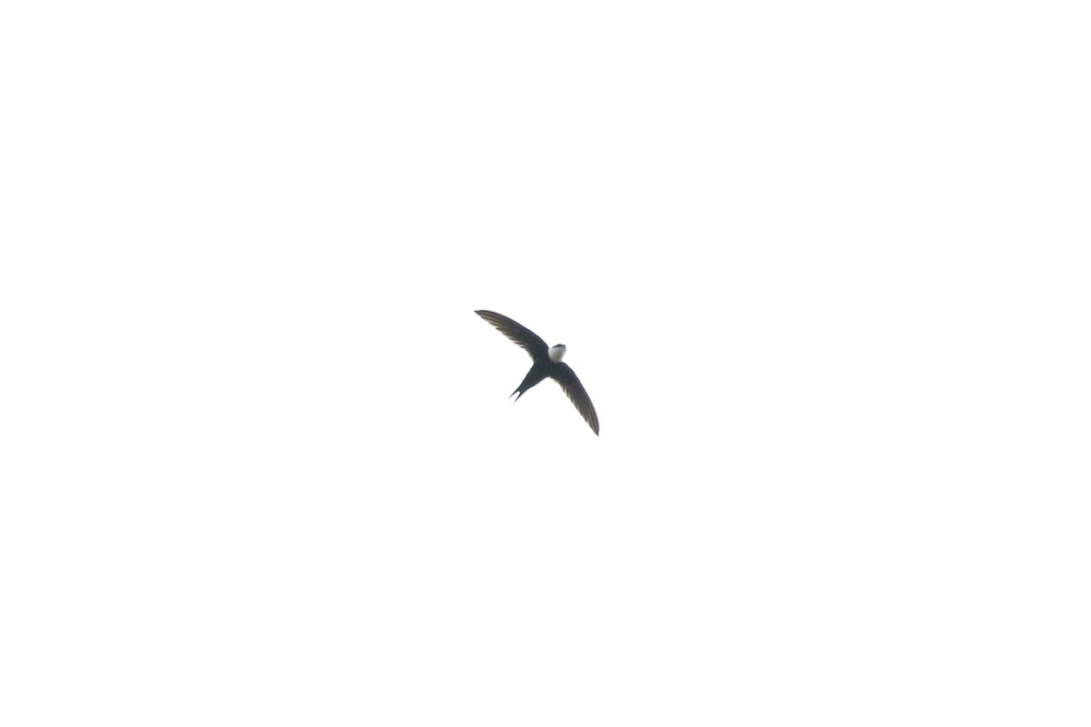 Lesser Swallow-tailed Swift - ML360597451