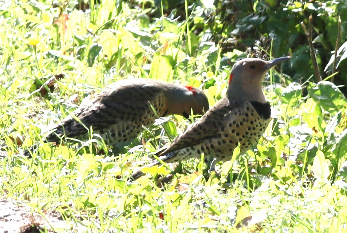 Northern Flicker (Yellow-shafted) - ML36060651