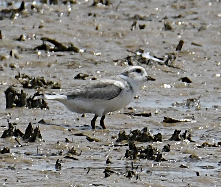 Piping Plover - ML360607791