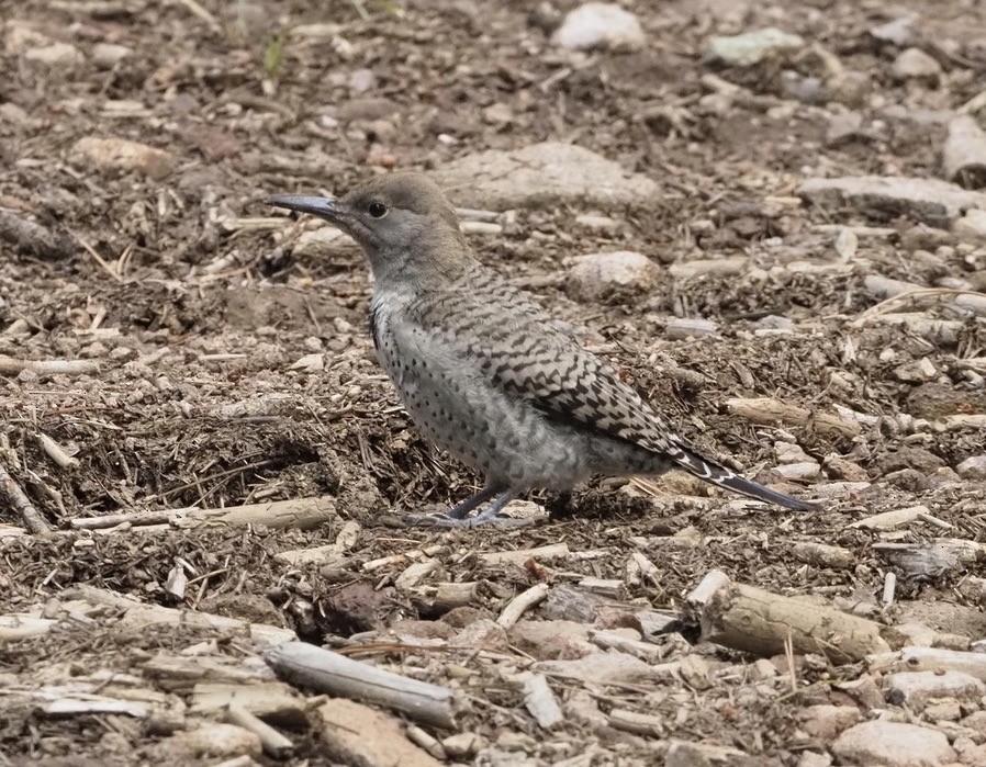 Northern Flicker (Red-shafted) - ML360609001