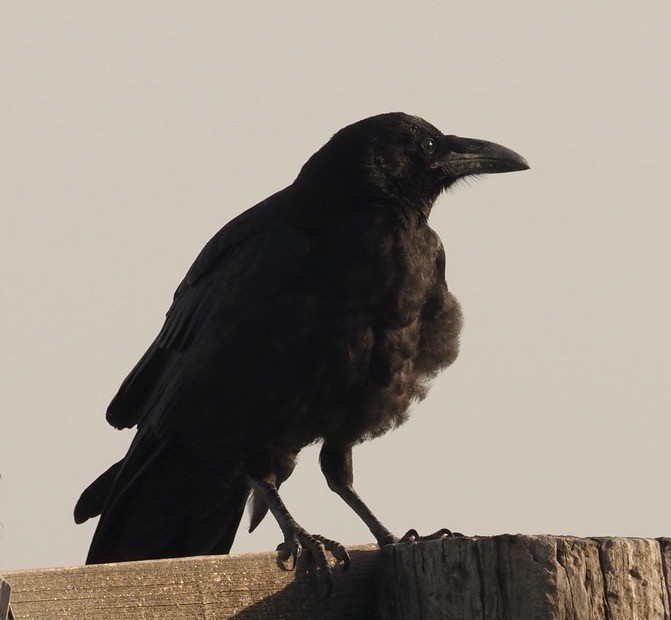 Common Raven - Bob Foehring