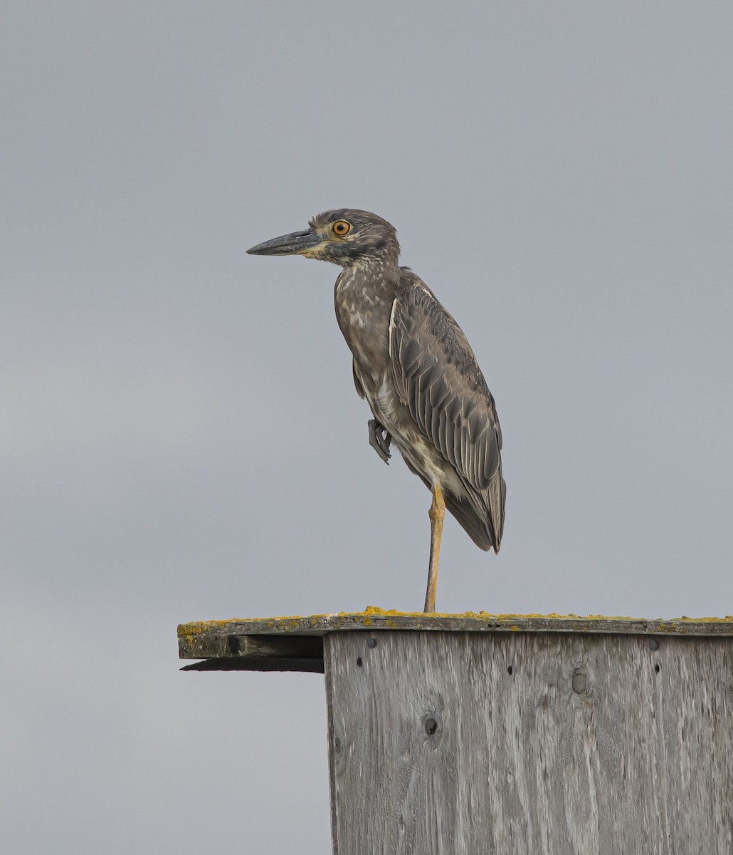 Yellow-crowned Night Heron - Ronnie d'Entremont
