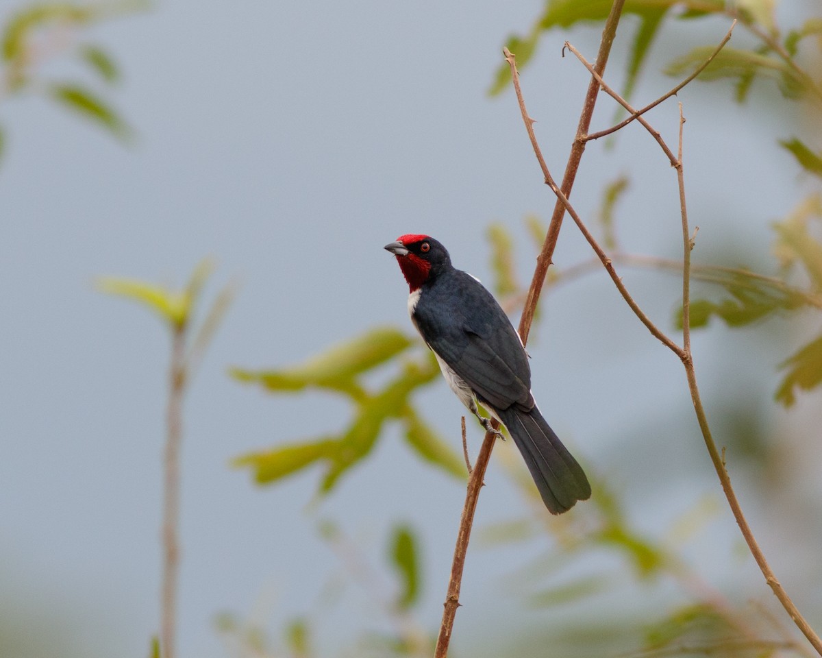 Crimson-fronted Cardinal (Araguaia) - ML360614541