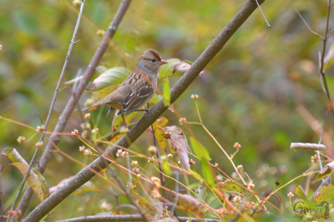 White-crowned Sparrow - Steve Gosser