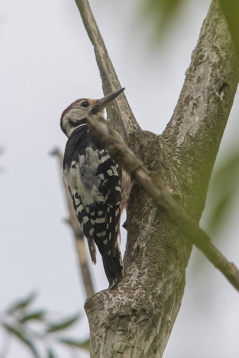 White-backed Woodpecker - ML360617831