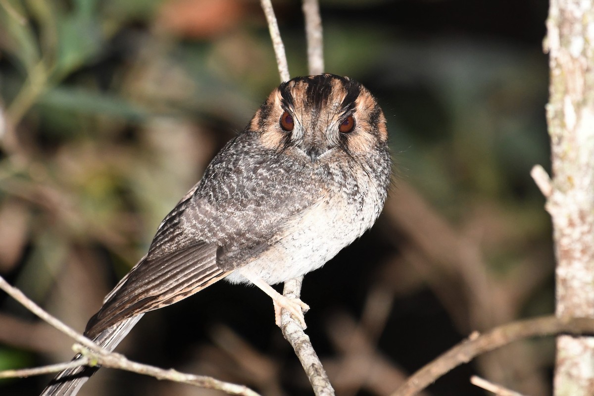 Australian Owlet-nightjar - ML360618151