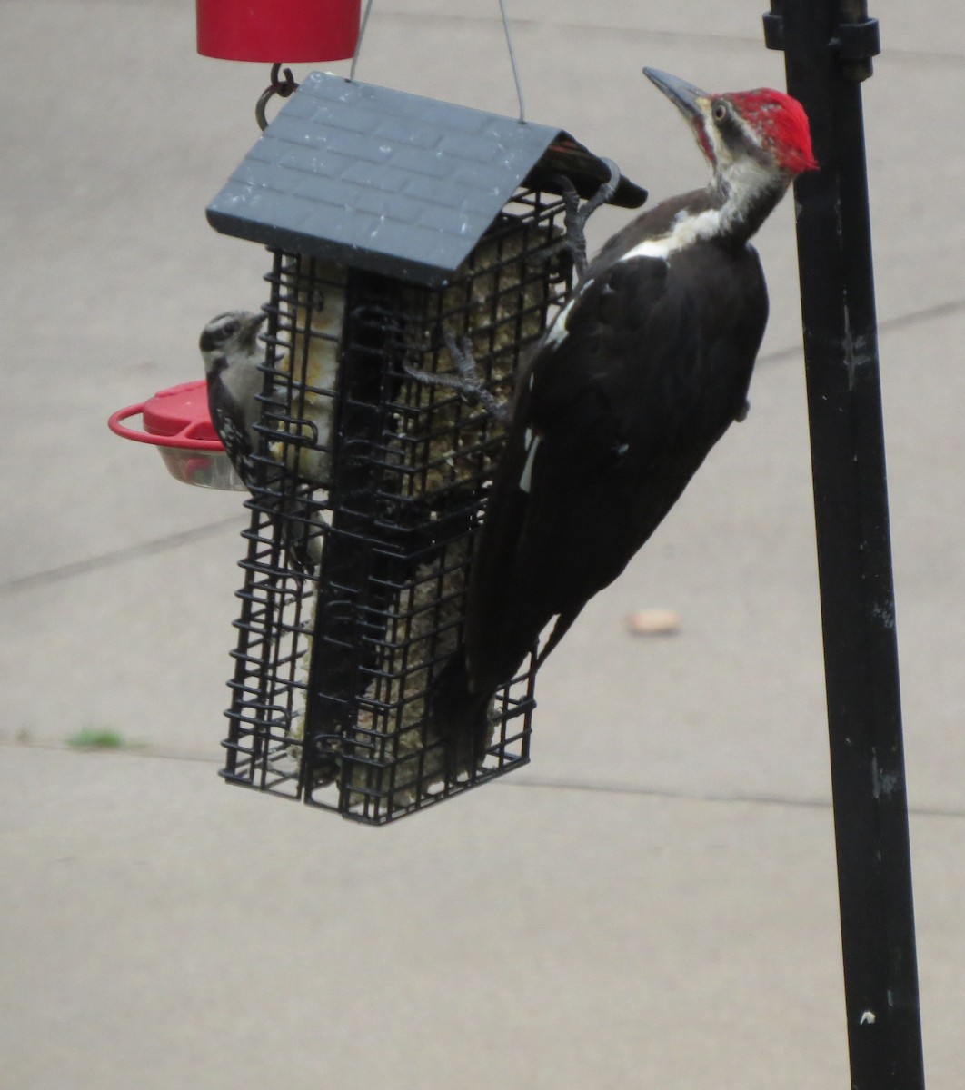 Pileated Woodpecker - ML360620531