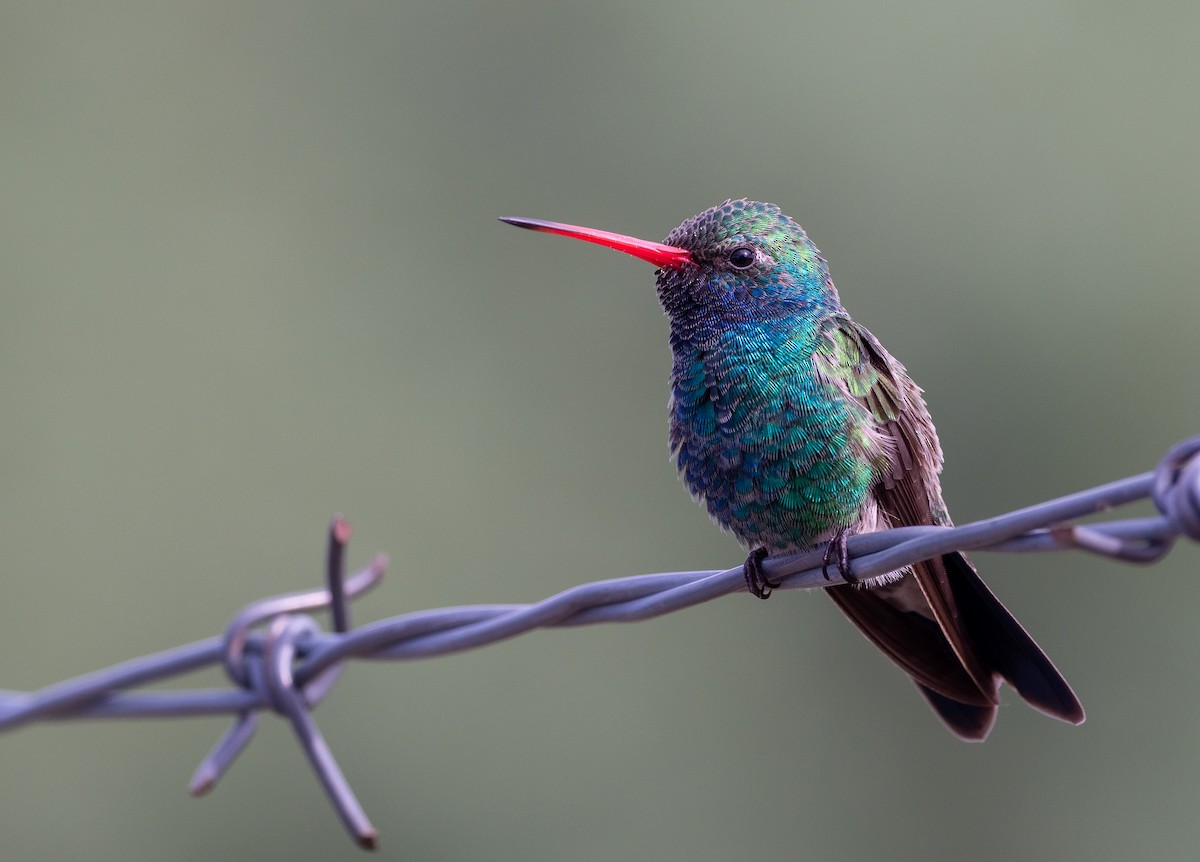 Broad-billed Hummingbird - Forest Botial-Jarvis