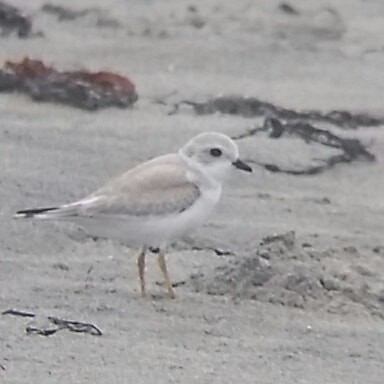 Piping Plover - ML360630841