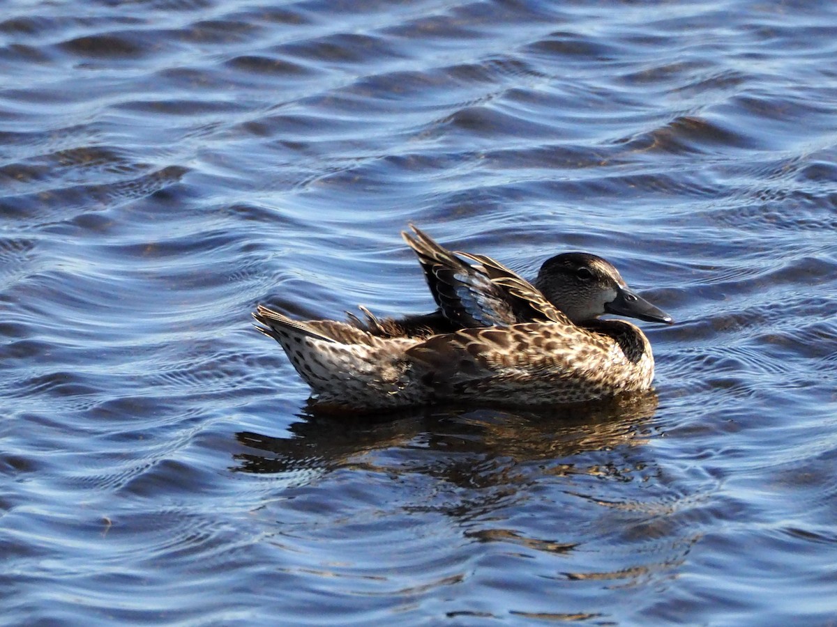 Blue-winged Teal - ML360631421