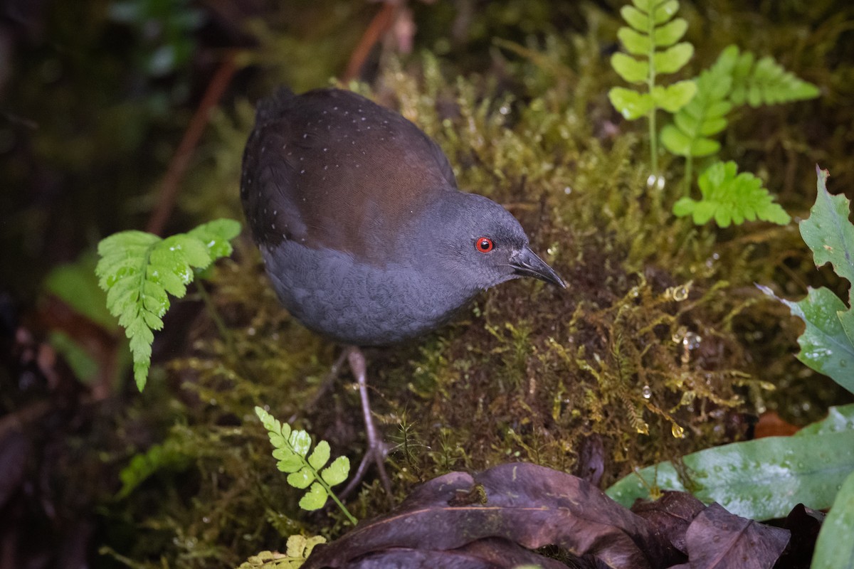 Galapagos Rail - Adam Jackson