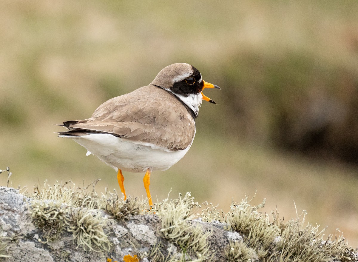 Common Ringed Plover - ML360636161