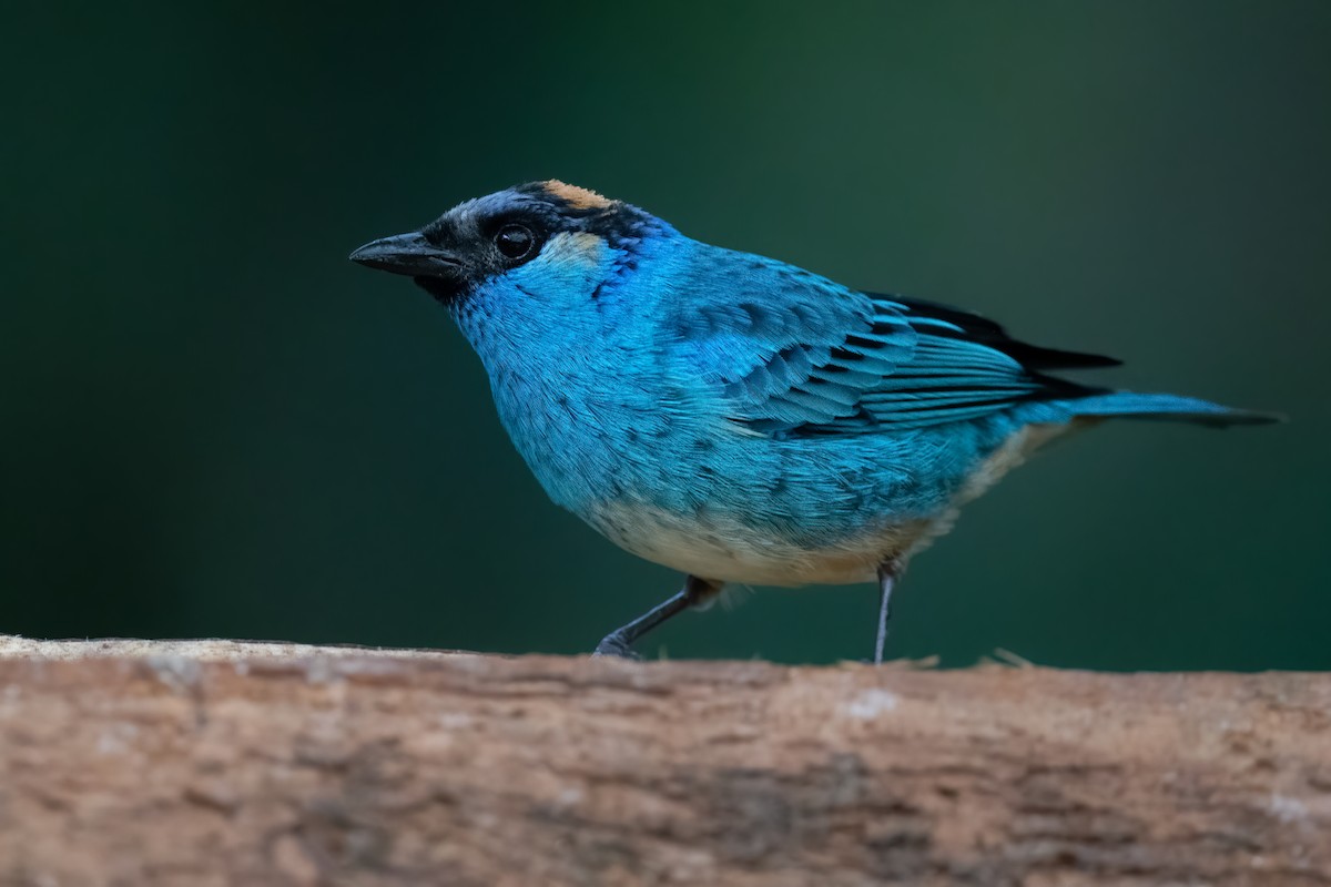 Golden-naped Tanager - ML360640591