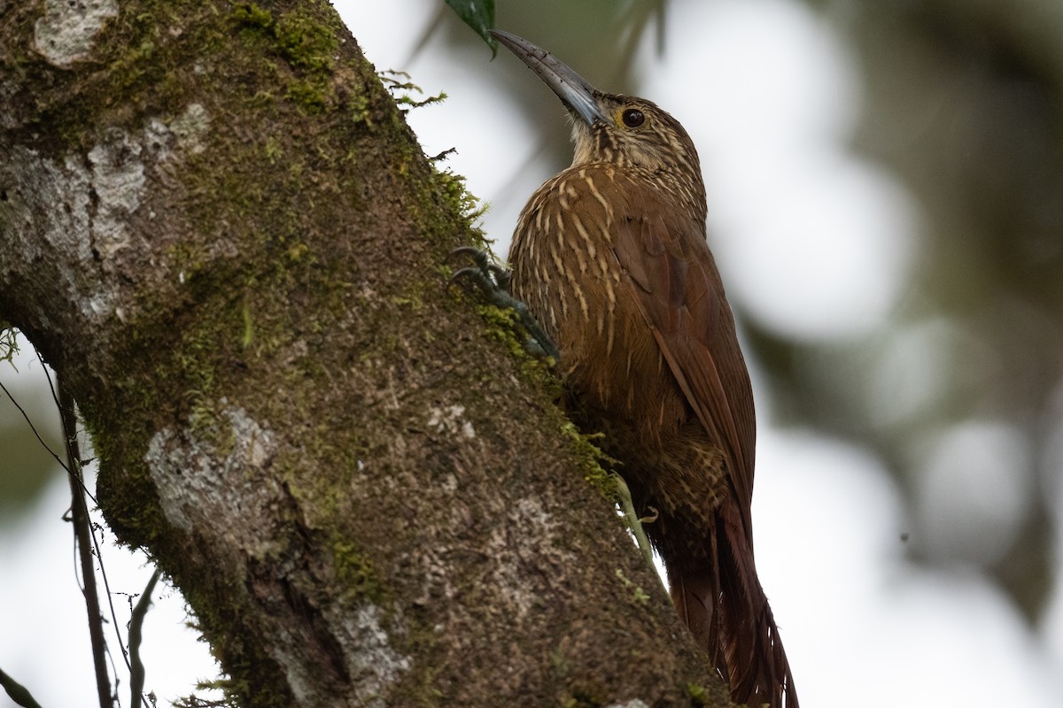 Strong-billed Woodcreeper - ML360640911