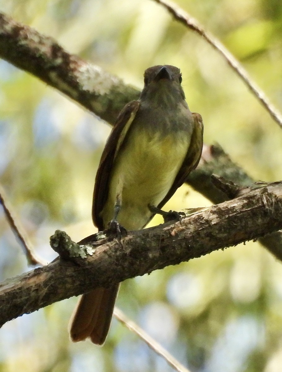 Great Crested Flycatcher - ML360641681