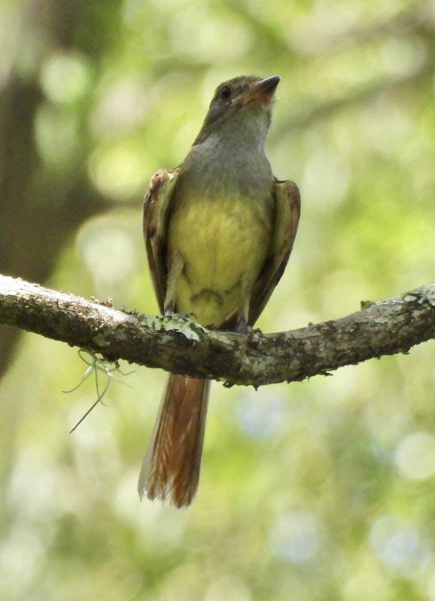 Great Crested Flycatcher - ML360641691