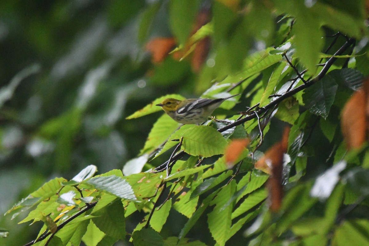 Black-throated Green Warbler - ML360643931