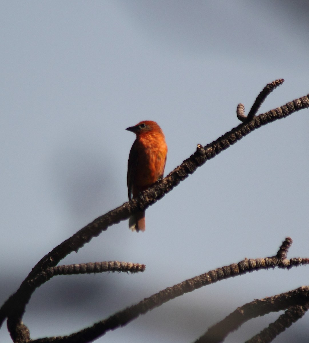 eBird Checklist - 5 Aug 2021 - Auto selected - 1 species