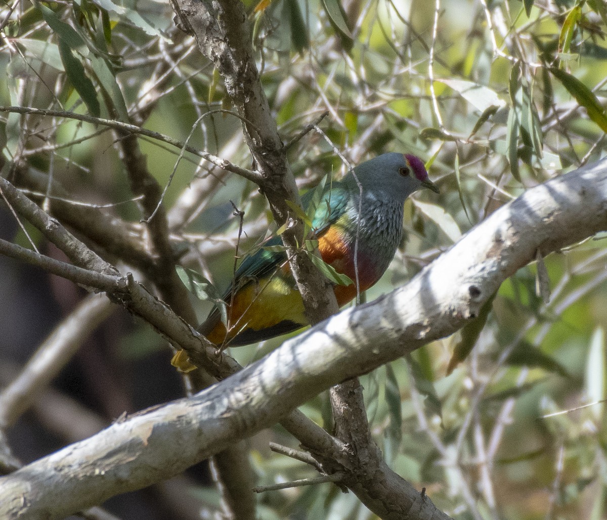 Rose-crowned Fruit-Dove - ML360647191
