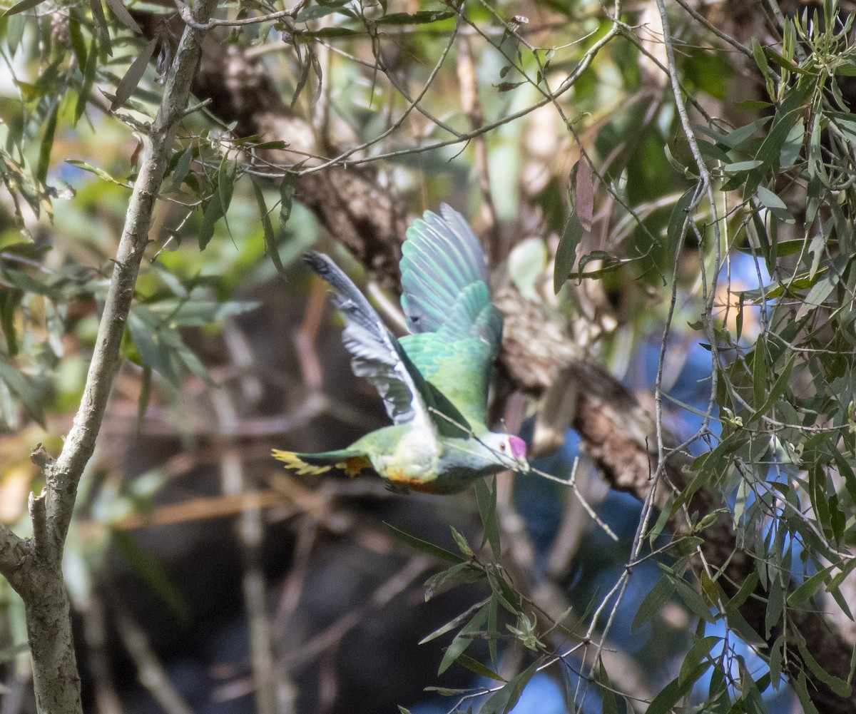 Rose-crowned Fruit-Dove - ML360647211