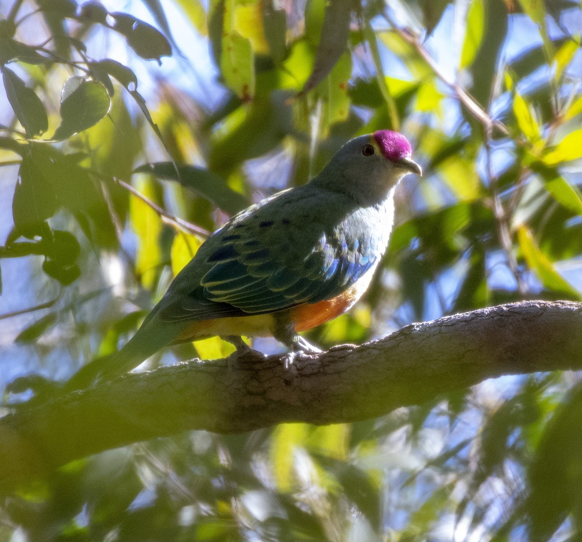 Rose-crowned Fruit-Dove - ML360647221