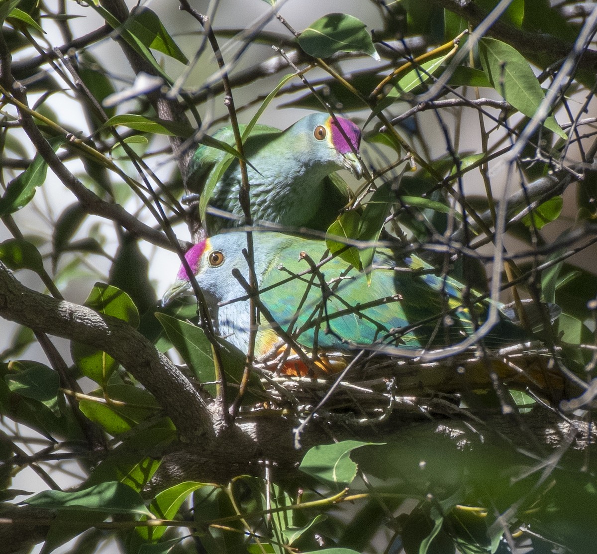 Rose-crowned Fruit-Dove - ML360647231