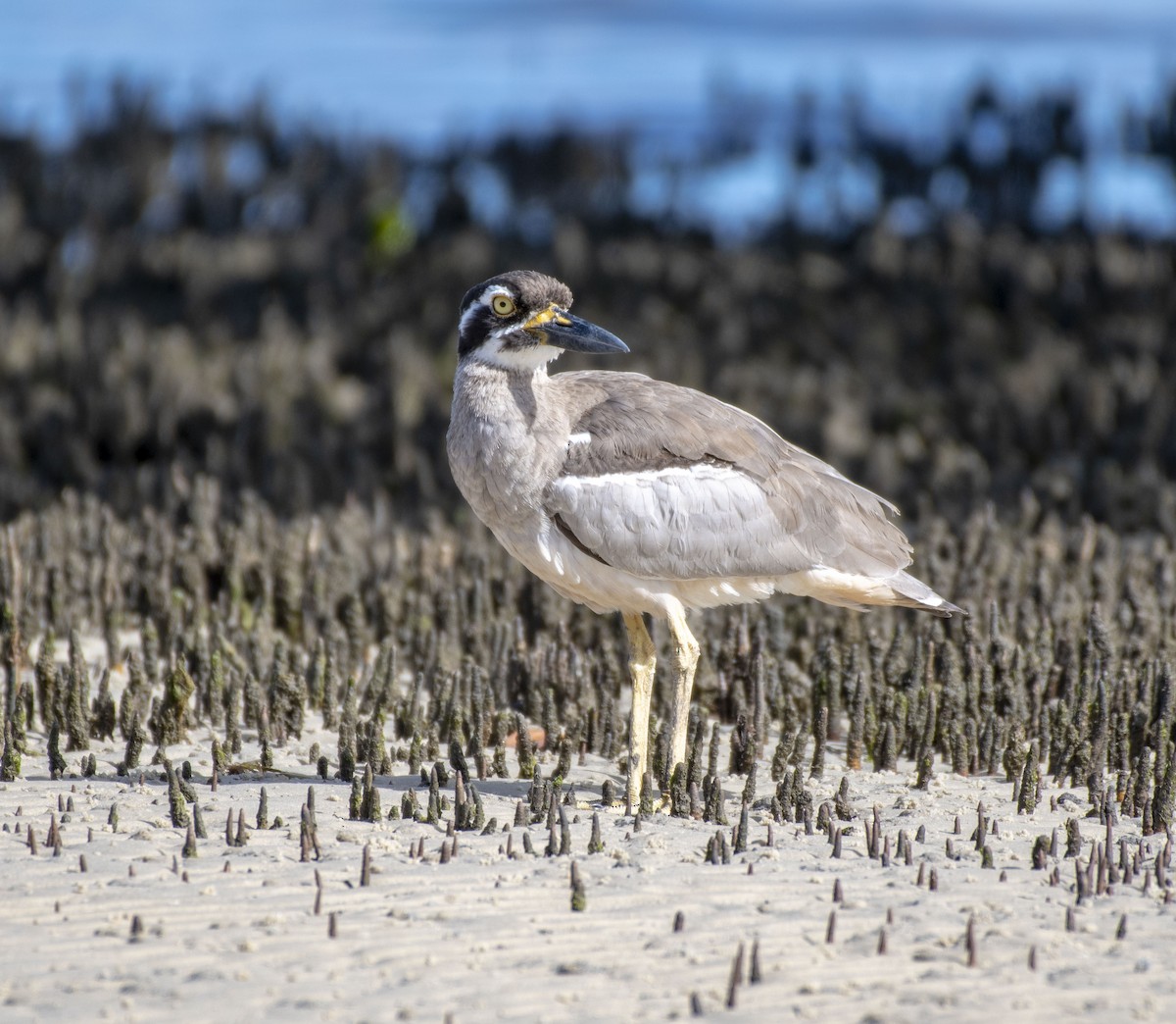 Beach Thick-knee - Campbell Paine