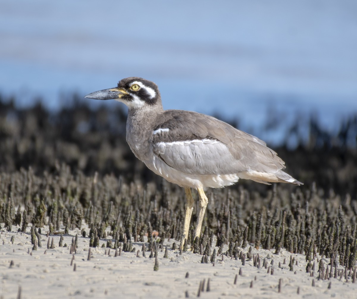Beach Thick-knee - Campbell Paine