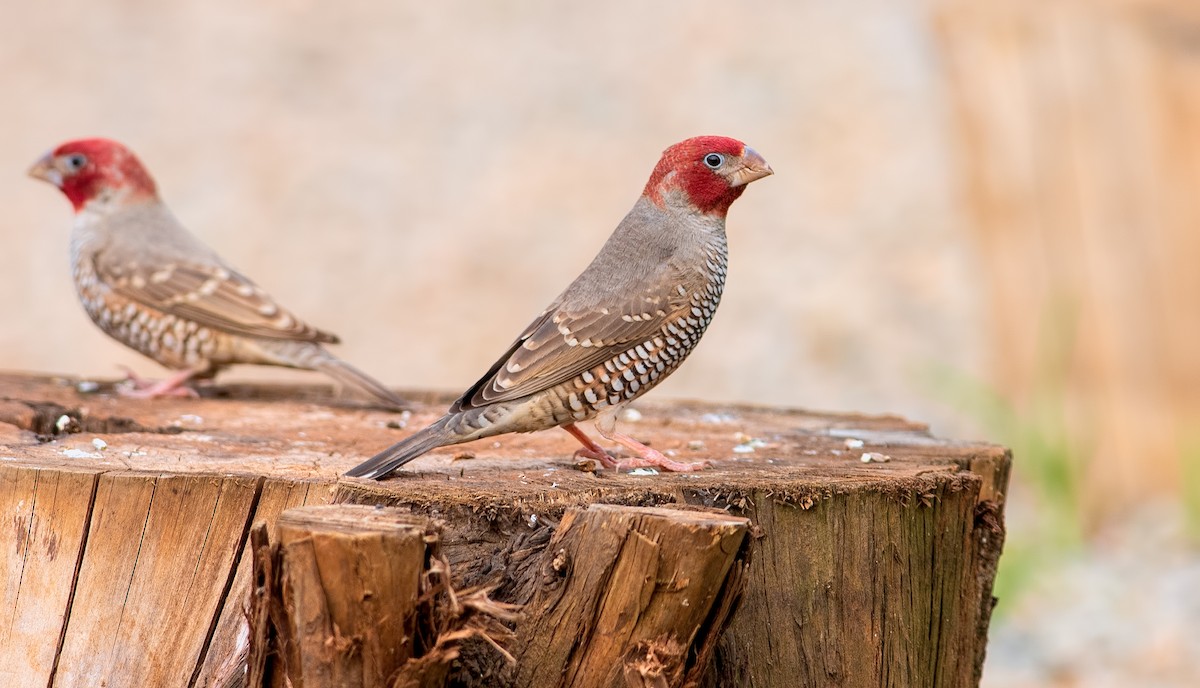 Red-headed Finch - Shailesh Pinto