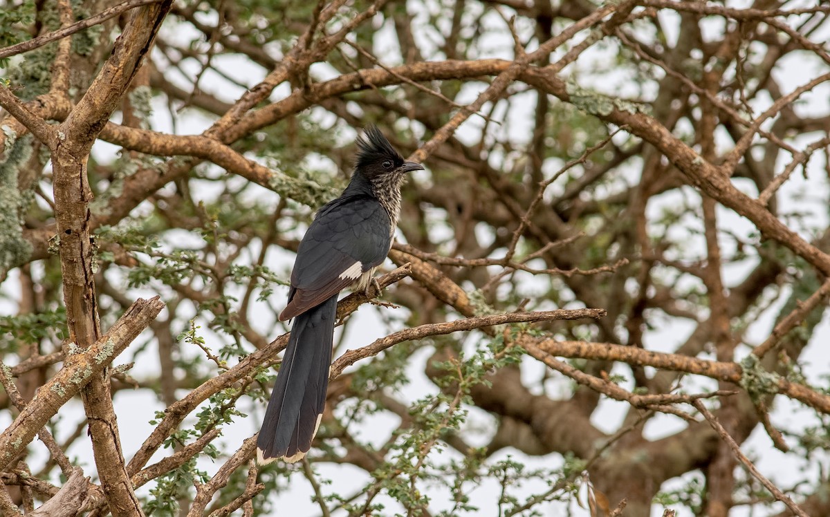 Levaillant's Cuckoo - Shailesh Pinto