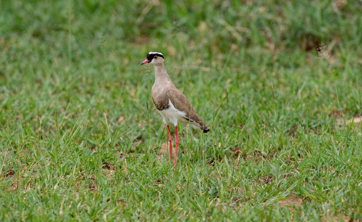 Crowned Lapwing - ML360654221