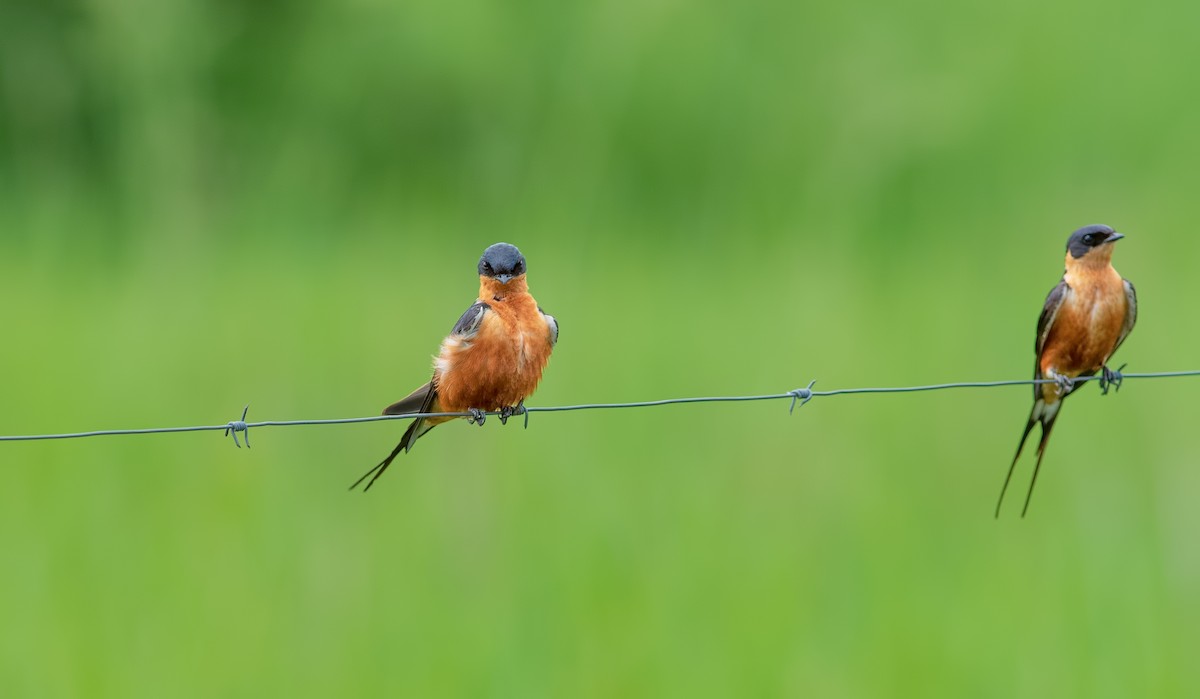 Rufous-chested Swallow - ML360654421